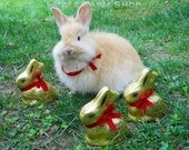 Golden Chocolate Easter Bunny Rabbit Photo Print