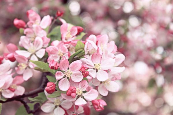 Pink Flowers 5x7 Fine Art Print Spring Photography Cherry Blossoms Floral Home Decor Dreamy Pastel Nature Photography Mothers Day Gift