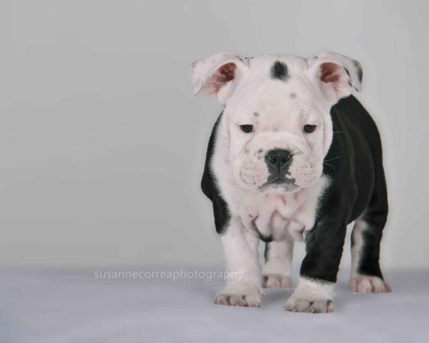 Bulldog, english bulldog, dog, bubbles, animals, pets, fine art photography, home decor, dog lover