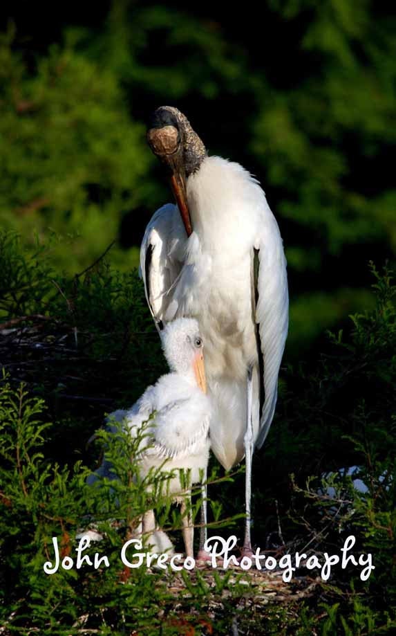 Woodstork and Chick No.4