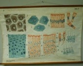 Vintage Belgian School Chart Skin Cells