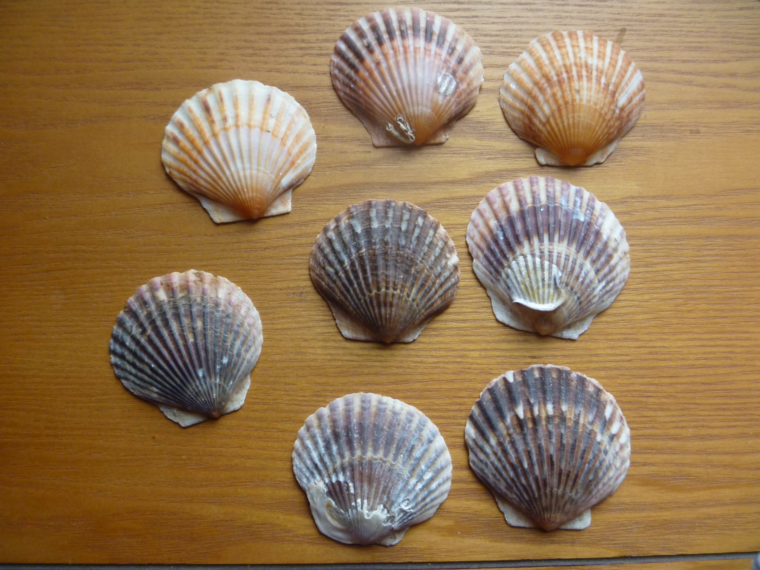 Scallop shells, 8 various patterns, 2 1/2 inches