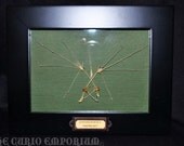 SKELETON BAT wings and parts Framed Display