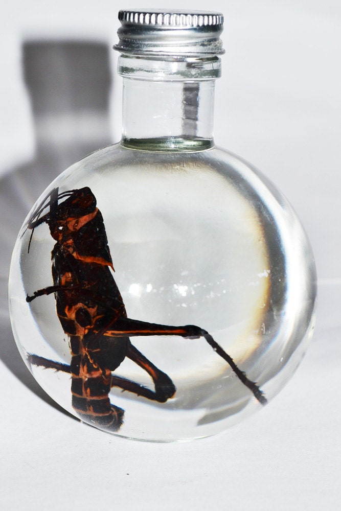 Schistocera Gregaria Locust Specimen Jar  .no label.