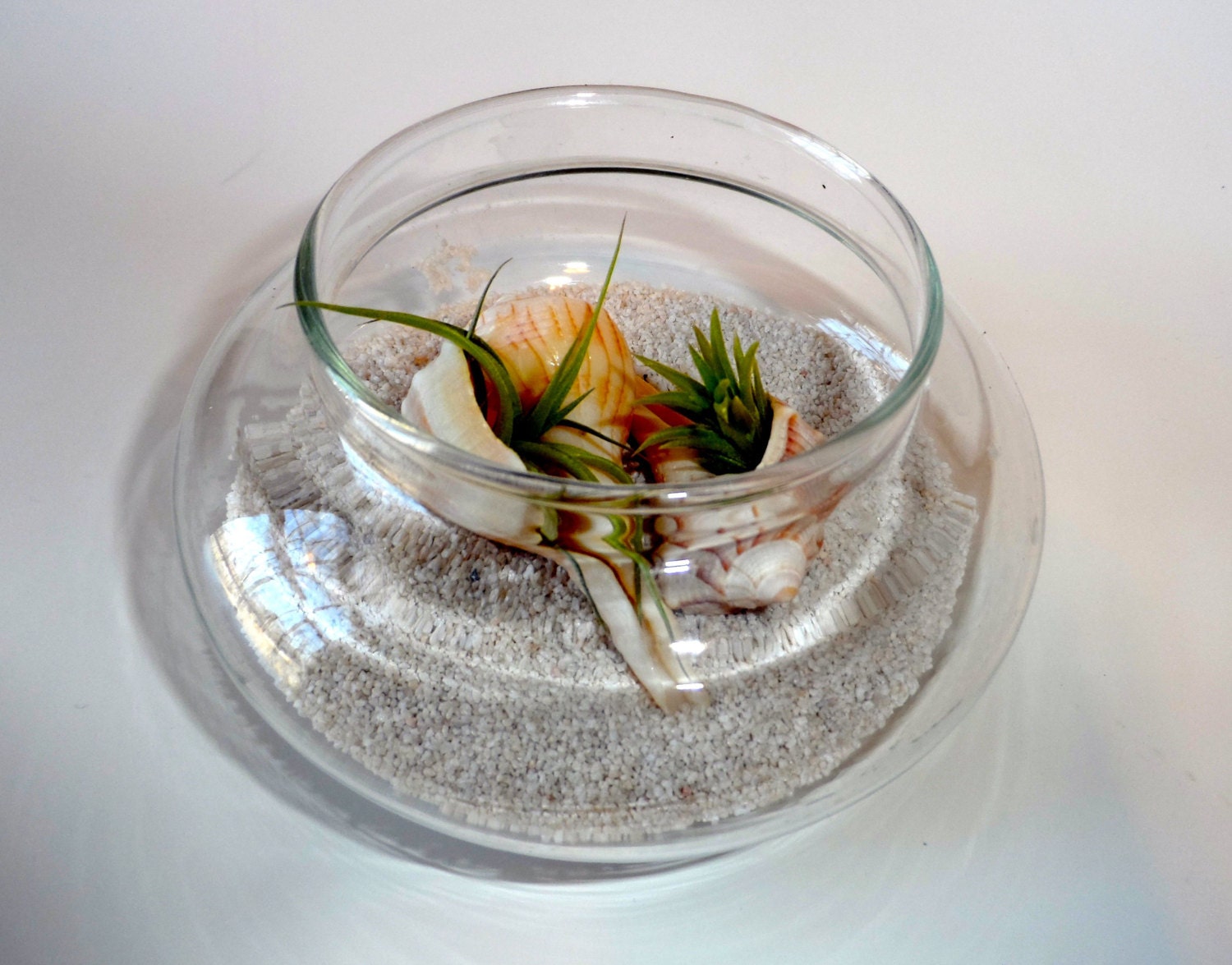 Spring sale Mini beach terrarium seascape airplant tillandsia, home decor, gift, zen