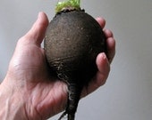 Heirloom, Black Spanish Round Radish, Large Turnips 4" in Diameter, Garden Favorite, 20 Seeds