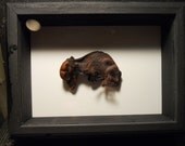 Mummified Mounted Pig Fetus in Shadowbox