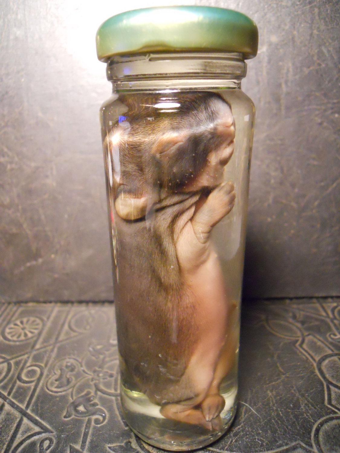 Baby Bunny Rabbit Fetus Wet Specimen Taxidermy by TheCuriositeer