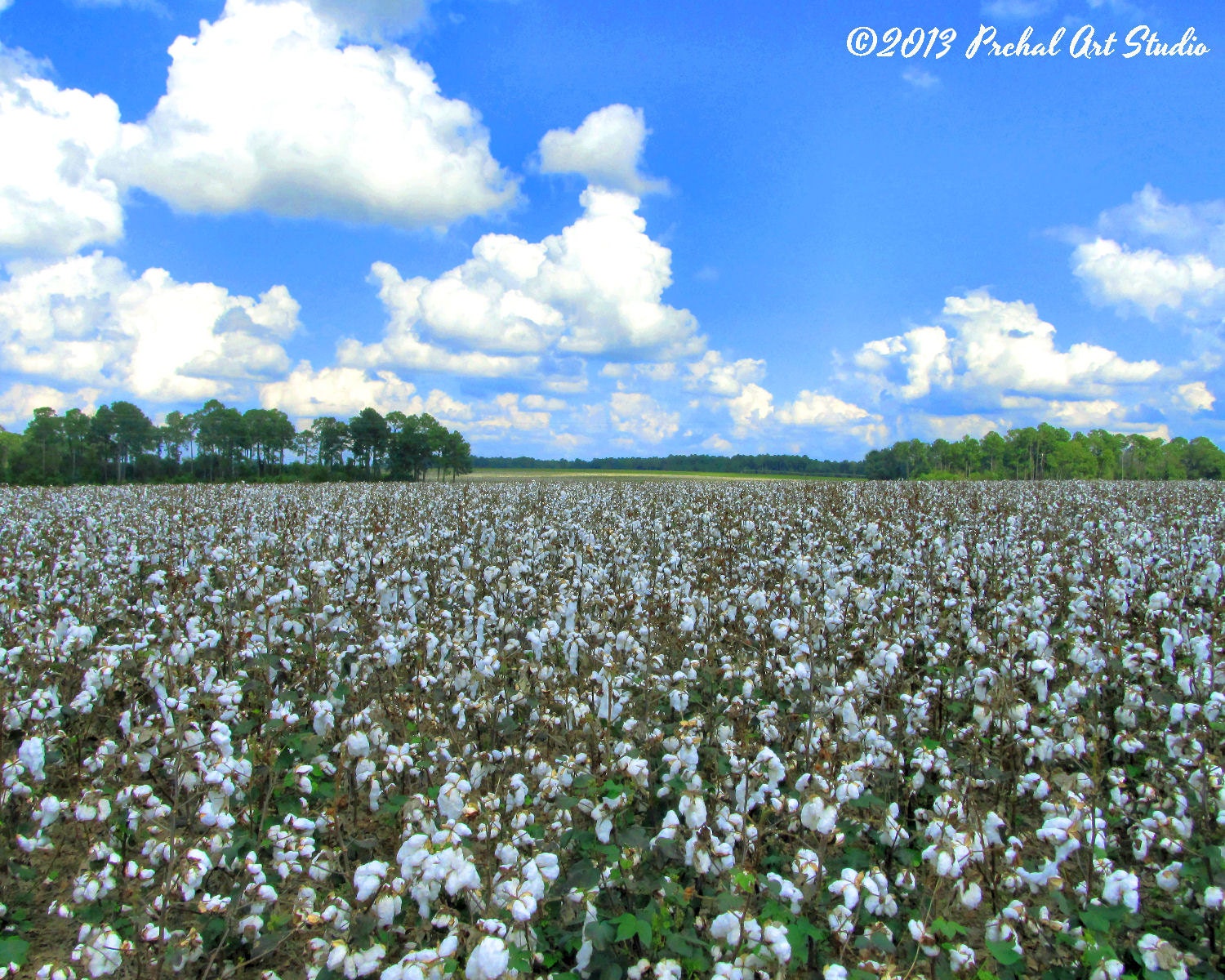 Farm Photograph, Cotton Field Photo, Landscape Photography, 8x10 Print by Prchal Art Studio