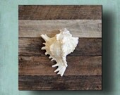 Beach Decor seashell on Driftwood for Coastal Decor. White Murex