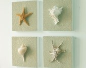 Beach Decor on Driftwood Panel for Coastal wall Decor Sugar Starfish