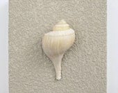 Beach Decor on Driftwood Panel for Coastal Wall Decor Channel Whelk
