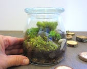 It's a Wonderful World...Small Terrarium Vibrant Moss Terrarium Indoor Garden Apartment Glass Terrarium Garden Live Small Terrarium