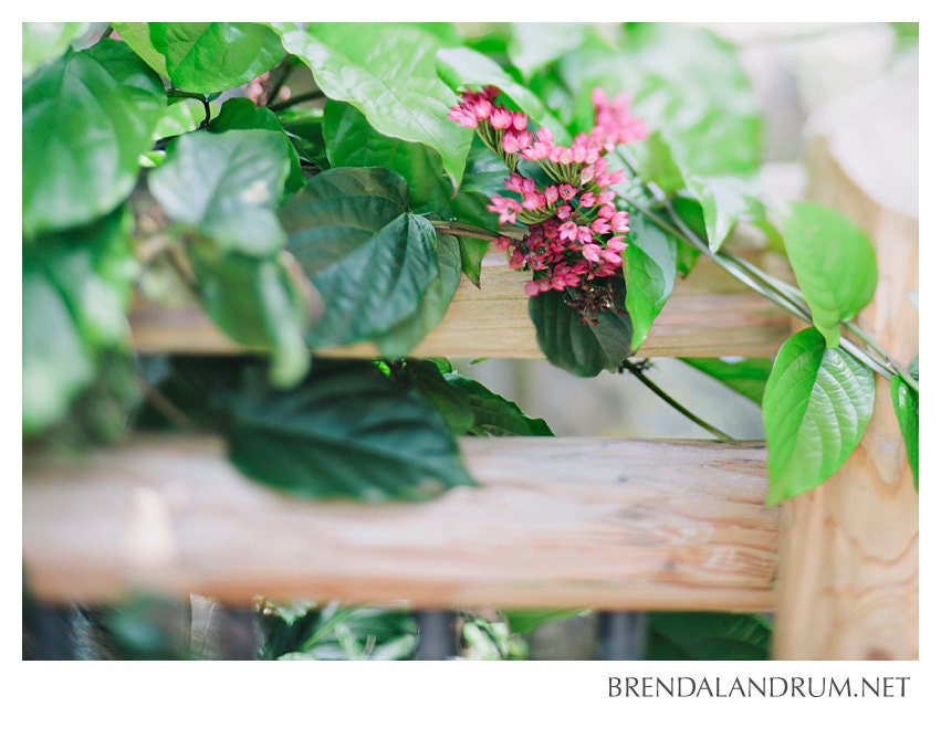Pink Flowers Hanging Over a Wood Fence -- Floral Photography, Fine Art Print, 5x7 Lustre Print, Home Decor, Pink and Green