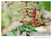 Delicate Red Berries Draped Over a Tree Branch -- Fine Art Print, 5x7 Lustre Print, Home Decor, Red and Green