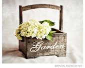 White Hydrangea in Garden Basket -- Floral Photography, Fine Art Print, 8x10 Lustre Print, Home Decor, White and Brown