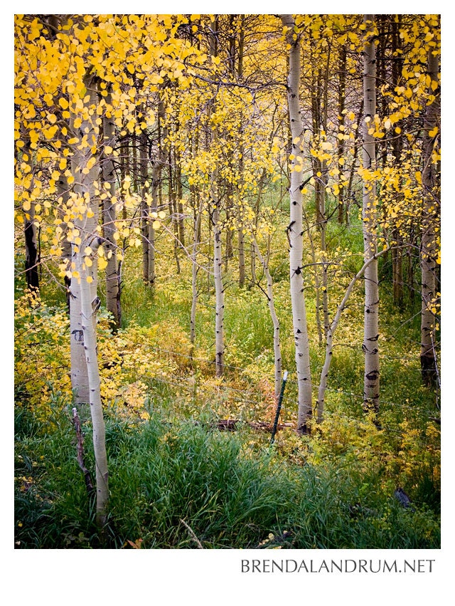 Fall Aspen Tree Color in Colorado Rocky Mountains -- Landscape, Fine Art,  Lustre Print, Home Decor, Country, Yellow, Green, Brown