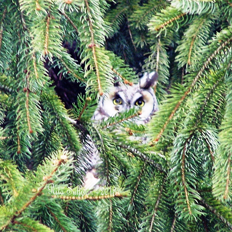 Natural Owl Portrait - Hoo Hoo Are You - 5x7 Photo Print