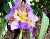 Iris In Bloom Yellow and Purple - 5x7 Photo Print -