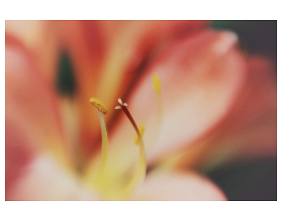 orange lily flower color photo print - whimsical fine art nature photography, nursery wall art, floral, soft, enchanting, macro - 14x11