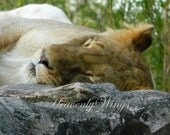 Mommy Lion Napping 8x10 Photography, Nursery Decor, Nature Scene, Zoo Animal Image, Sleepy Photo, Sleeping Lioness - HeavenlyWings