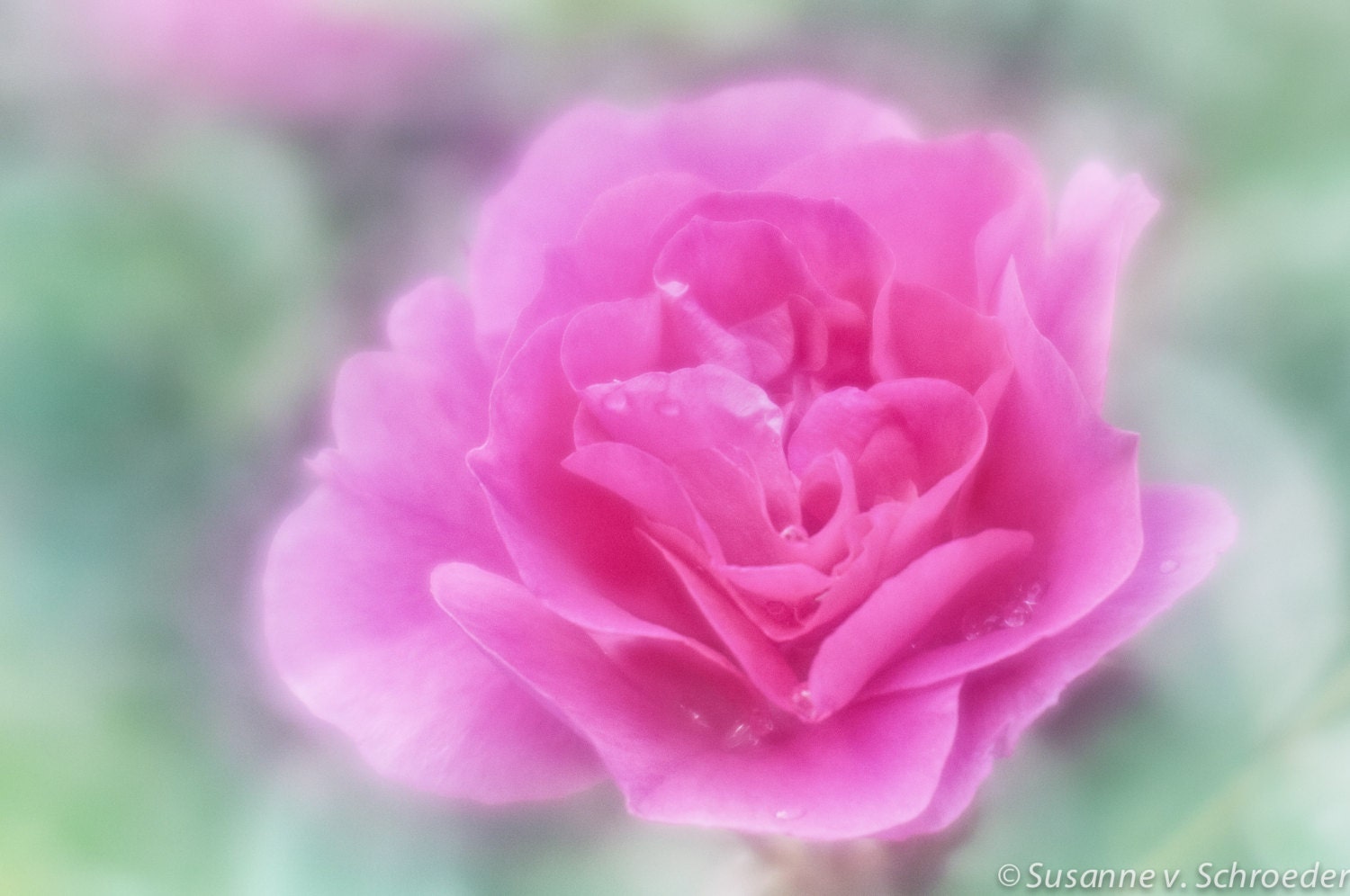 Flower Photography, Dark Pink Rose, Fine Art Print, Feminine, Dreamy Soft, Healing, Shabby Chic, Wall Decor