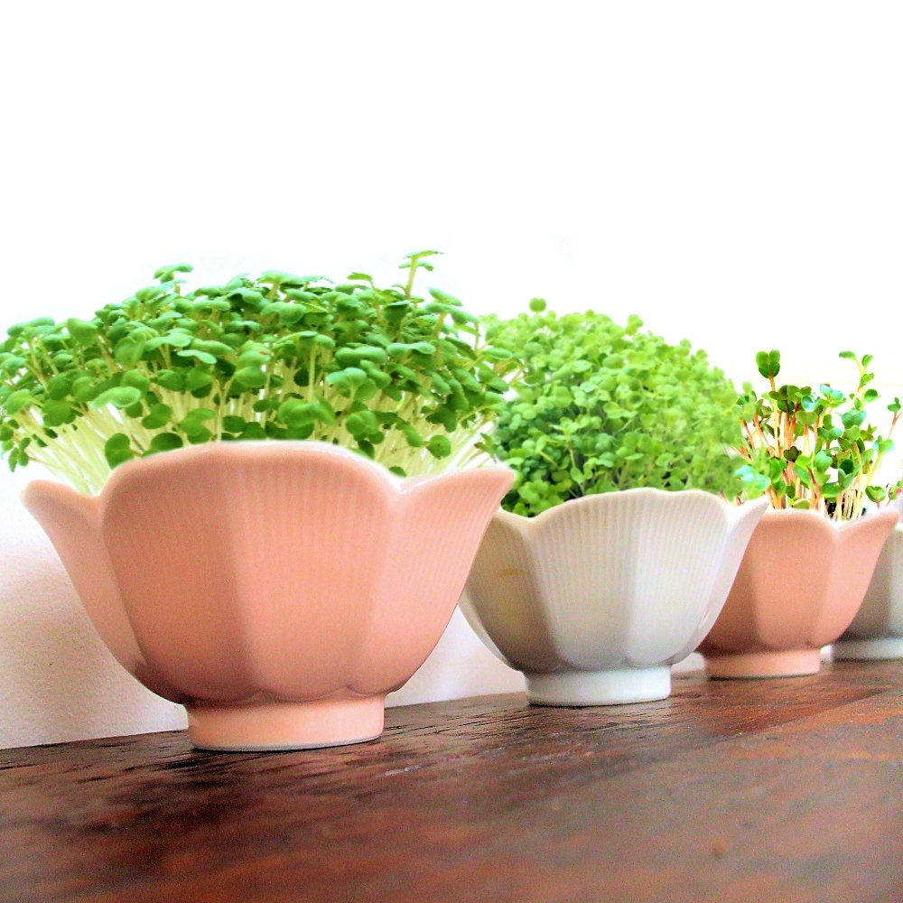 DIY Microgreens in Vintage Pastel Flower Sherbet Bowl - Planter & Seeds Kit - Blush Pink or White