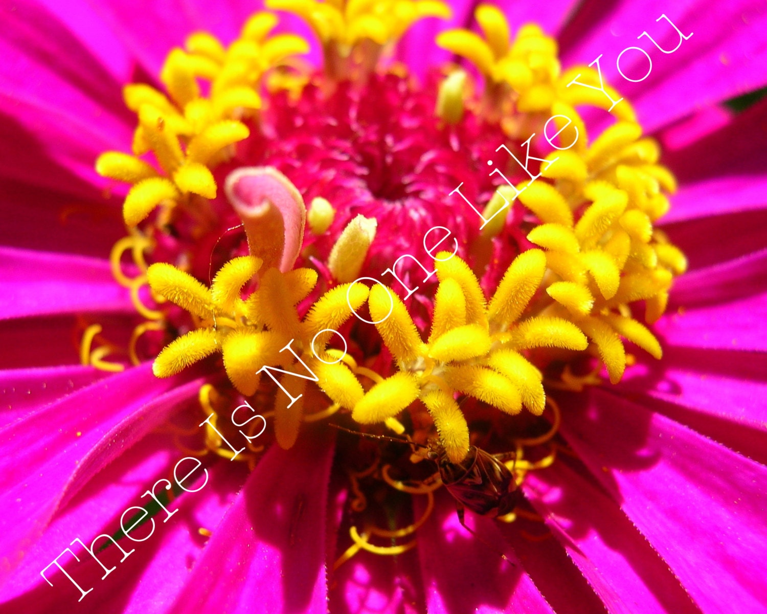 SALE Pink and Yellow Flower 8x10 or 8x8 Print