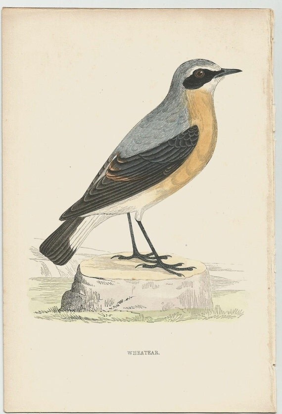 1888 British Birds Rev Morris Vol 7 Ducks Great Auk Antiquarian Natural History 1888 British Birds Rev Morris Vol 7 Ducks Great Auk Antiquarian Natural History