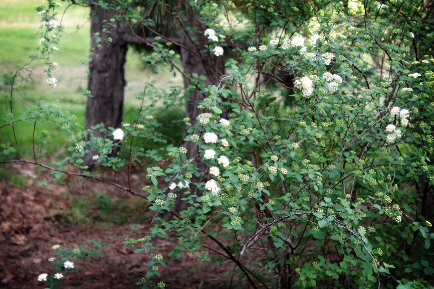 Nature Photography - Lantana's Secret Garden - 8x10 Fine Art Photograph, Spring Blossoms, Blooming Lantana - Affordable Home Decor