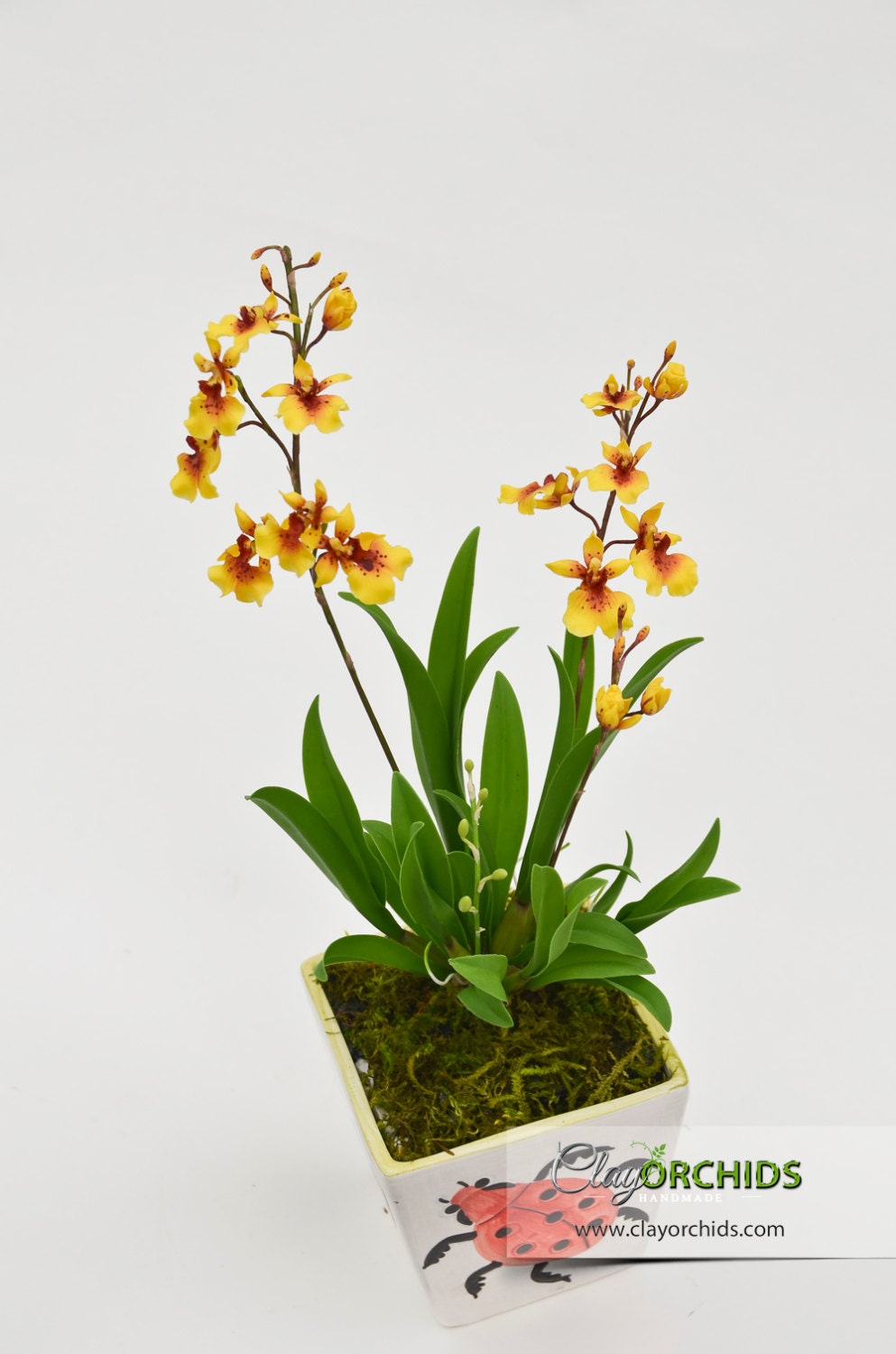 Yellow Oncidium Orchid