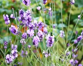 Nature Photography 8x10 Fine Art Print - Green Grass and Lavender Flowers Photograph, Green Purple Wall Art, Dainty Home Decor