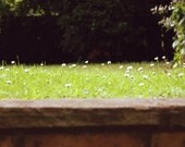 Nature Photography - 8x10 Fine Art Print, Wispy White Flowers Photo, Blades of Grass Photograph - Pretty Romantic Home Decor