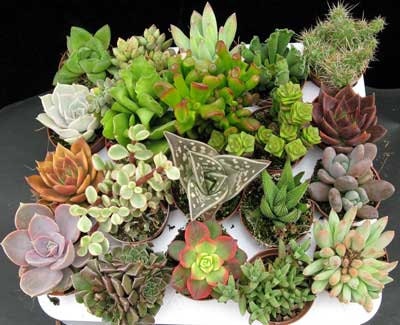 Cactus mix seeds