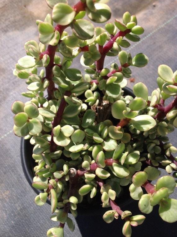 Succulent plant Elephant Bush by SucculentBabies on Etsy