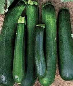 6 Summer Squash Black Magic Zucchini Seeds
