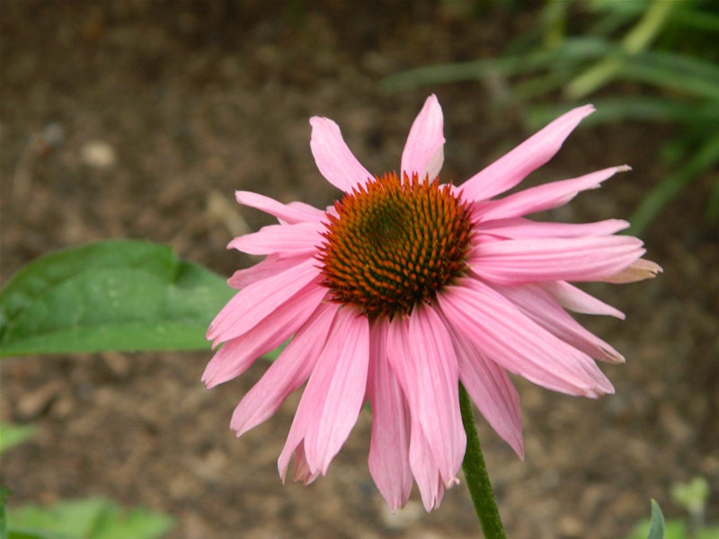 Be Calm - A distance energy healing spa  session to de-stess and harmonize