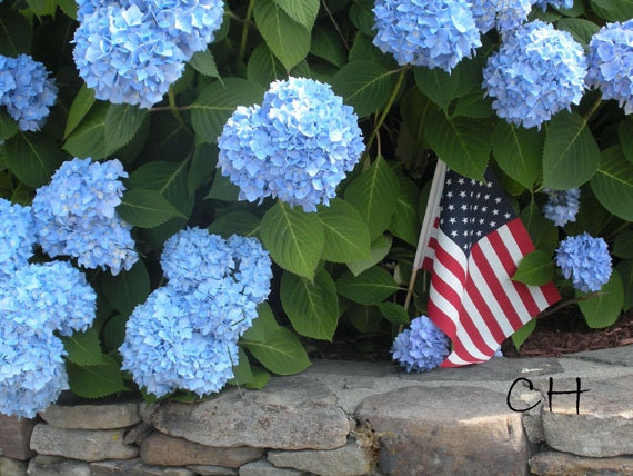 Flowers Art Photography Hydrangeas Wall Decor Patriotic American Flag Cape Cod 5x7