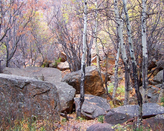 Aspen Tree Print 8x10 Colorado Nature Photography Rocky Mountain Aspens