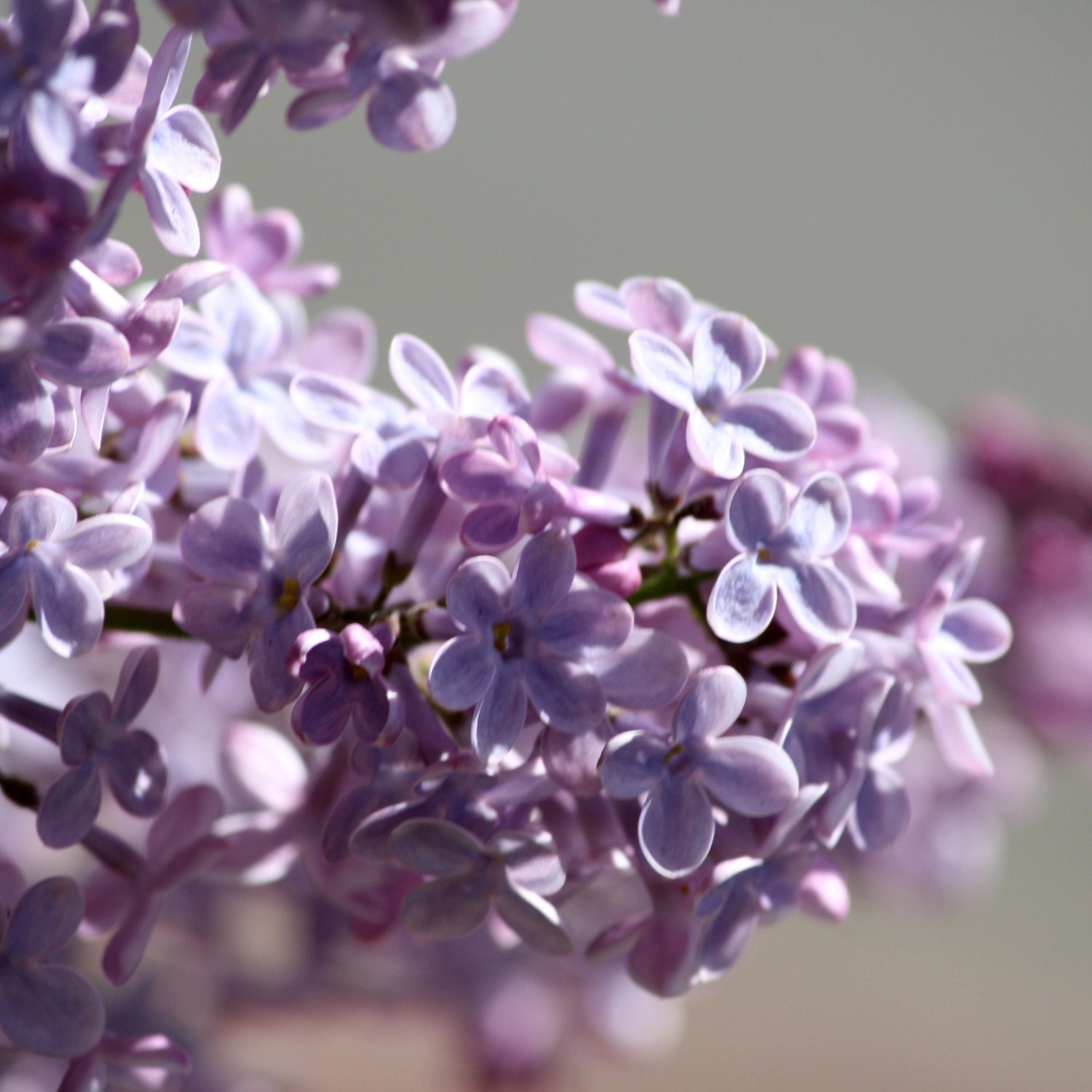 Fine Art Print 8x8 Macro Purple Lilacs Nature Flowers Plants FREE SHIPPING
