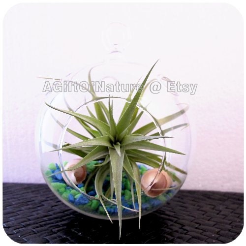 Smiling Tillandsia : Air Plant Hanging Glass Terrarium - Large Seashells Sea Green Pebbles Airplant Decor Kit