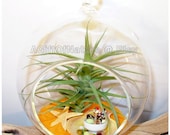 Air Plant Terrarium Gift Hanging Glass Globe Beach Lovers Summer Fun - Tillandsia AirPlant Handmade Miniature Ice Cream Starfish Sand Kit