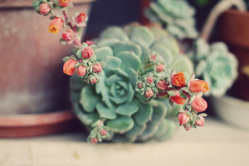 Nature Photography, Italy, Fine Art Photo Print, 8x12, "In Bloom", flower, plant, succulent, southern, decoration, terracotta, blue, Travel