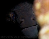 Thoughtful Moray Eel - Photograph, Matte Print 12 x 12 inches - DerekSingerPhotos