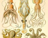 Sea Creatures 14x11 Digital Art Original Illustration Giclee Print Wall Decor Wall hanging Wall Art Octopus squid print