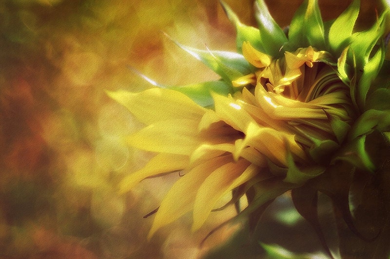 Flower Photography  - Sunflower -spring fine art photo print floral botanical wall art - 8x10 Photograph, yellow green decor
