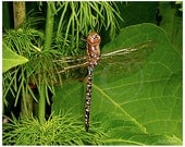 Nature wildlife photography-Green Dragon-dragonfly in the garden, spring, summer, green, brown, blue home decor fine art