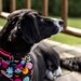 550 Paracord Dog Collar (Large 12-20 inches)