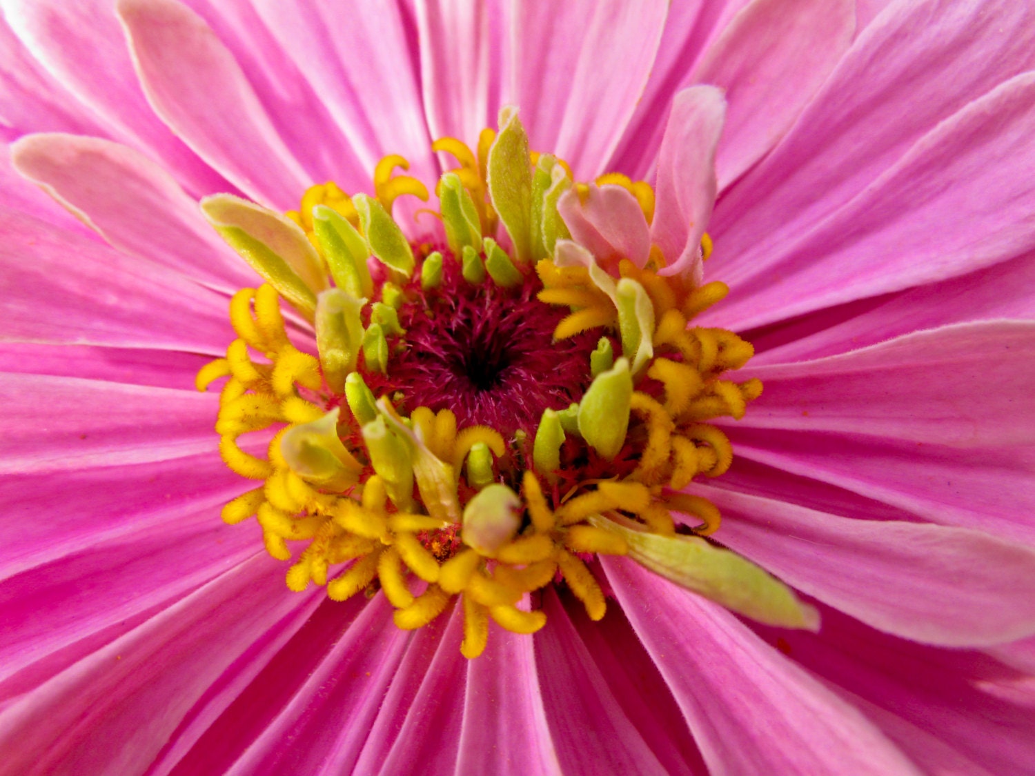 Macro Flower Photo Art - Pink and Yellow Flower - Nature Photography File Download