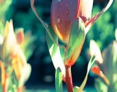 Nature Photography -  Green red yellow orange plant flower petal photograph - 8x12 Photograph "Statuesque"